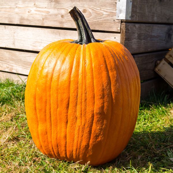 Grand Prize Pumpkin - Image 3